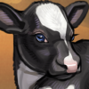 Holstein Calf
